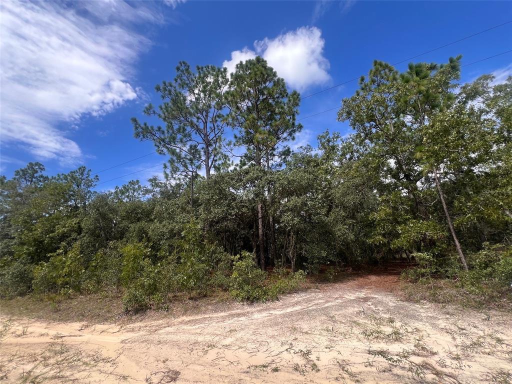 A sandy path leads into a dense wooded area with tall pine and oak trees — 5614 S GEORGIAN ROAD, HOMOSASSA, FL
