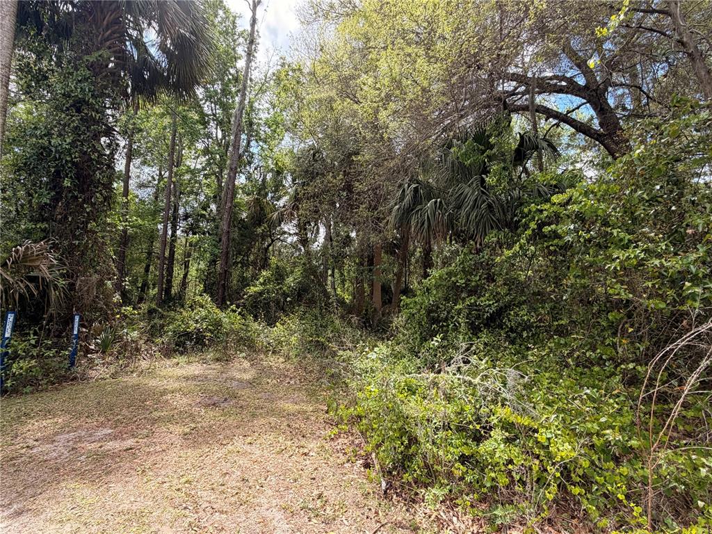 A wooded lot with dense vegetation and tall trees under a partly cloudy sky — COUNTY ROAD 445A, ASTOR, FL