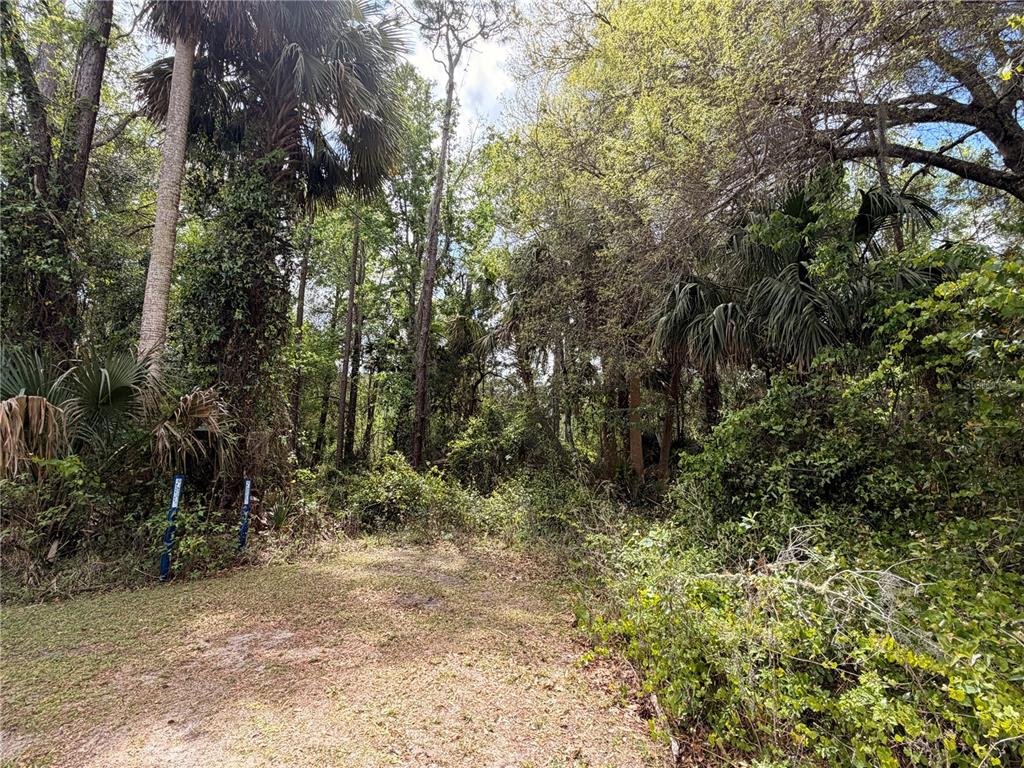 A wooded lot with dense vegetation, tall palm trees, and two blue survey markers — COUNTY ROAD 445A, ASTOR, FL