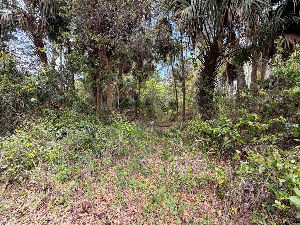 A dense, wooded lot with tall palm trees and thick underbrush — COUNTY ROAD 445A, ASTOR, FL