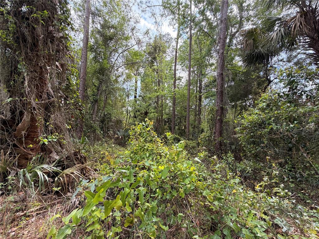 A dense, wooded lot features tall pine trees, palmettos, and thick undergrowth — COUNTY ROAD 445A, ASTOR, FL