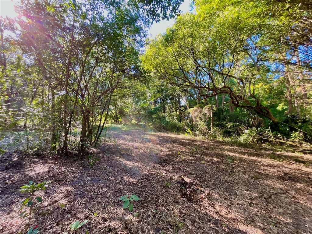 A wooded lot with dense trees and a ground covered in fallen leaves — TROUT STREET, MELROSE, FL
