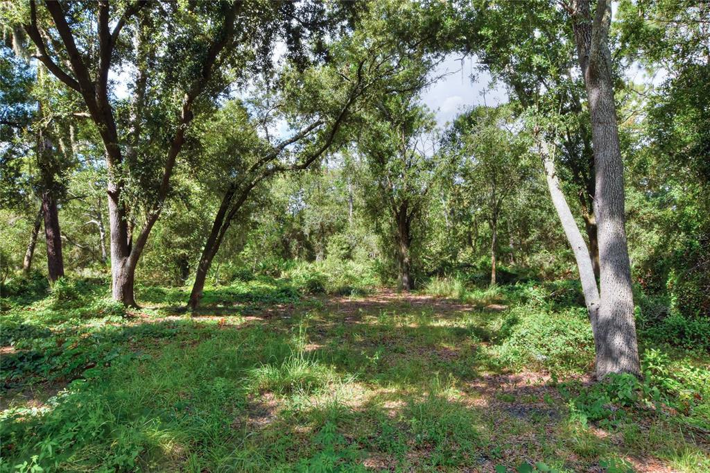 A wooded lot with mature trees and dense undergrowth under a bright sky — SE 33RD STREET, RUSKIN, FL
