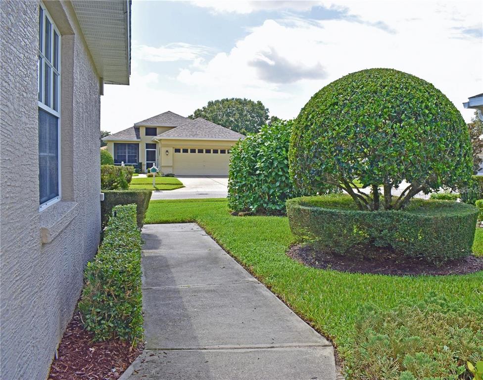 A concrete walkway leads past a manicured hedge and a round tree toward a house — 14499 TAMARIND LOOP, SPRING HILL, FL