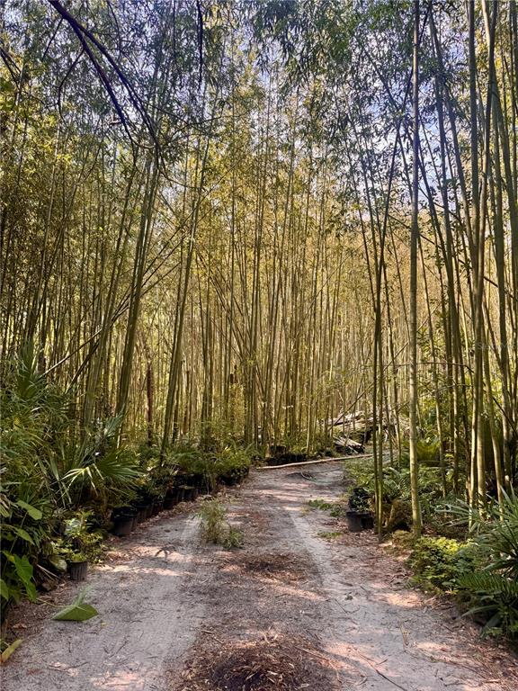 A dirt path winds through a dense bamboo forest with potted plants along the edges — 17970 SW 111TH STREET, BROOKER, FL