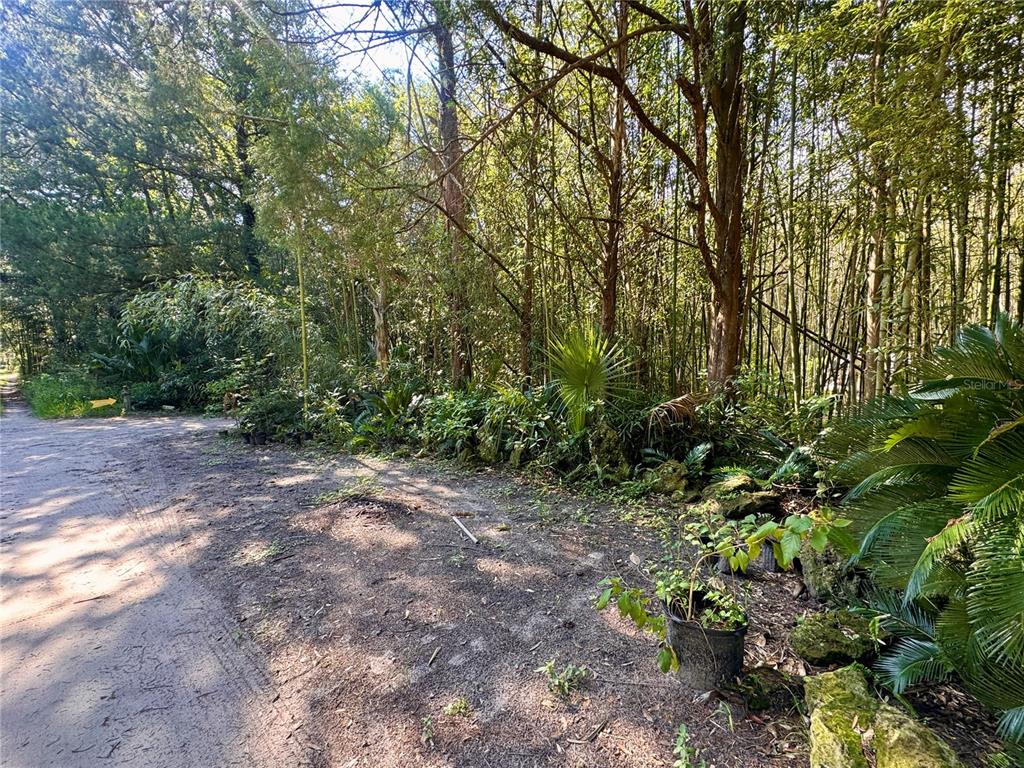 A dirt path leads to a dense, wooded area with lush tropical vegetation and bamboo — 17970 SW 111TH STREET, BROOKER, FL
