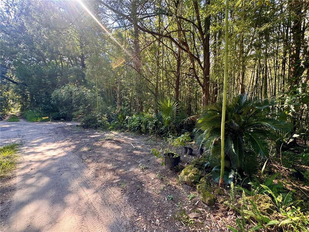 A dirt path leads into a wooded area with dense trees and various potted plants — 17970 SW 111TH STREET, BROOKER, FL