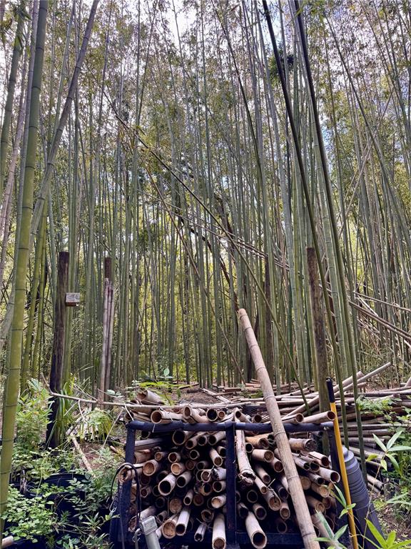 A dense bamboo grove features a trailer loaded with cut bamboo poles in the foreground — 17970 SW 111TH STREET, BROOKER, FL