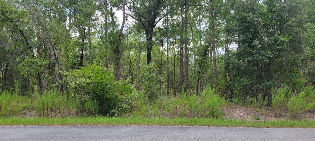 A view of a wooded, undeveloped lot from an adjacent paved road — 0 NW HIGHVIEW AVENUE, DUNNELLON, FL