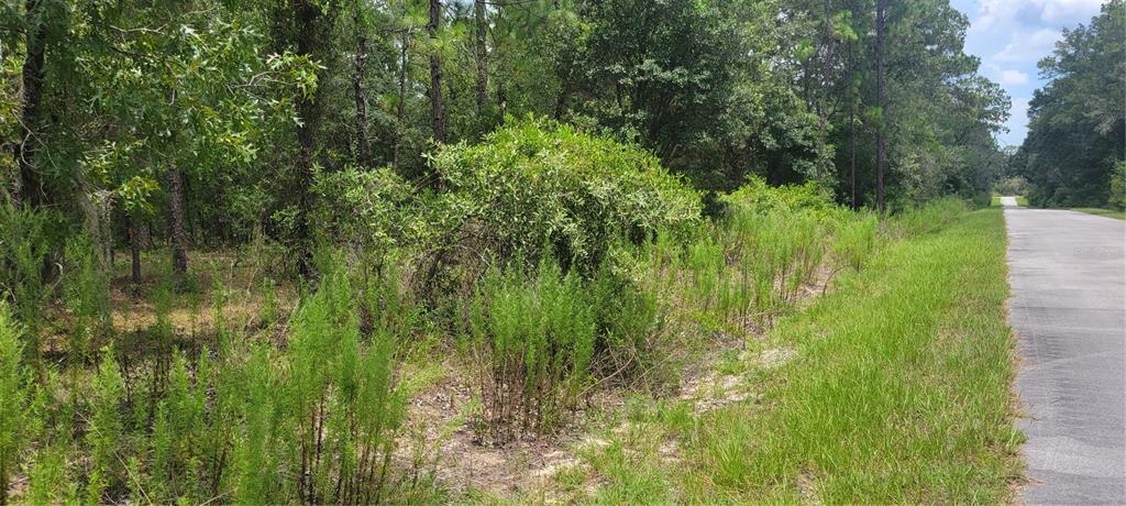 A paved road runs alongside a wooded lot with dense green vegetation and pine trees — 0 NW HIGHVIEW AVENUE, DUNNELLON, FL