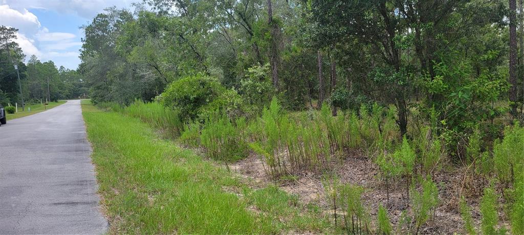A paved road runs alongside a wooded lot with tall grass and scattered trees — 0 NW HIGHVIEW AVENUE, DUNNELLON, FL