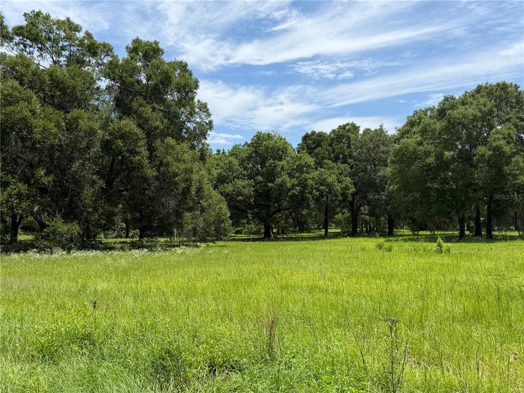 A grassy field is bordered by a dense line of mature trees under a sky — TBD NW 329, REDDICK, FL