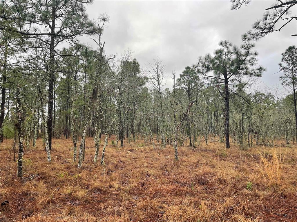A wooded lot features pine trees and dry, brown grass under an overcast sky — TBD SE 71 STREET, MORRISTON, FL