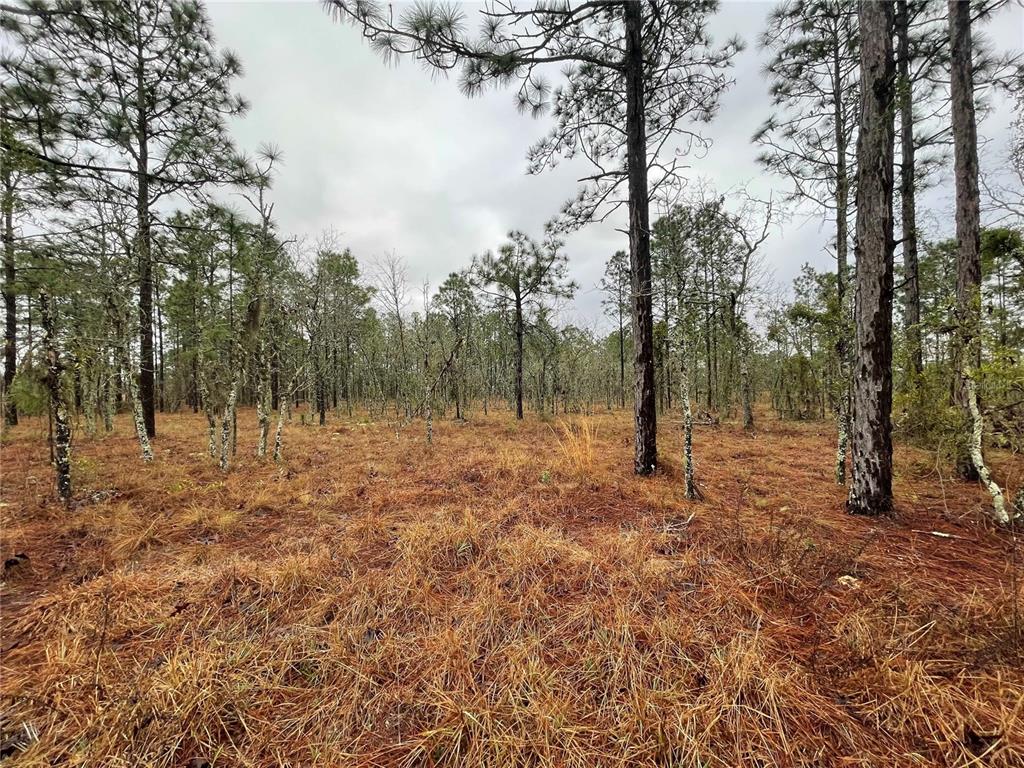 A wooded lot features tall pine trees and dry, brown grass under a cloudy sky — TBD SE 71 STREET, MORRISTON, FL