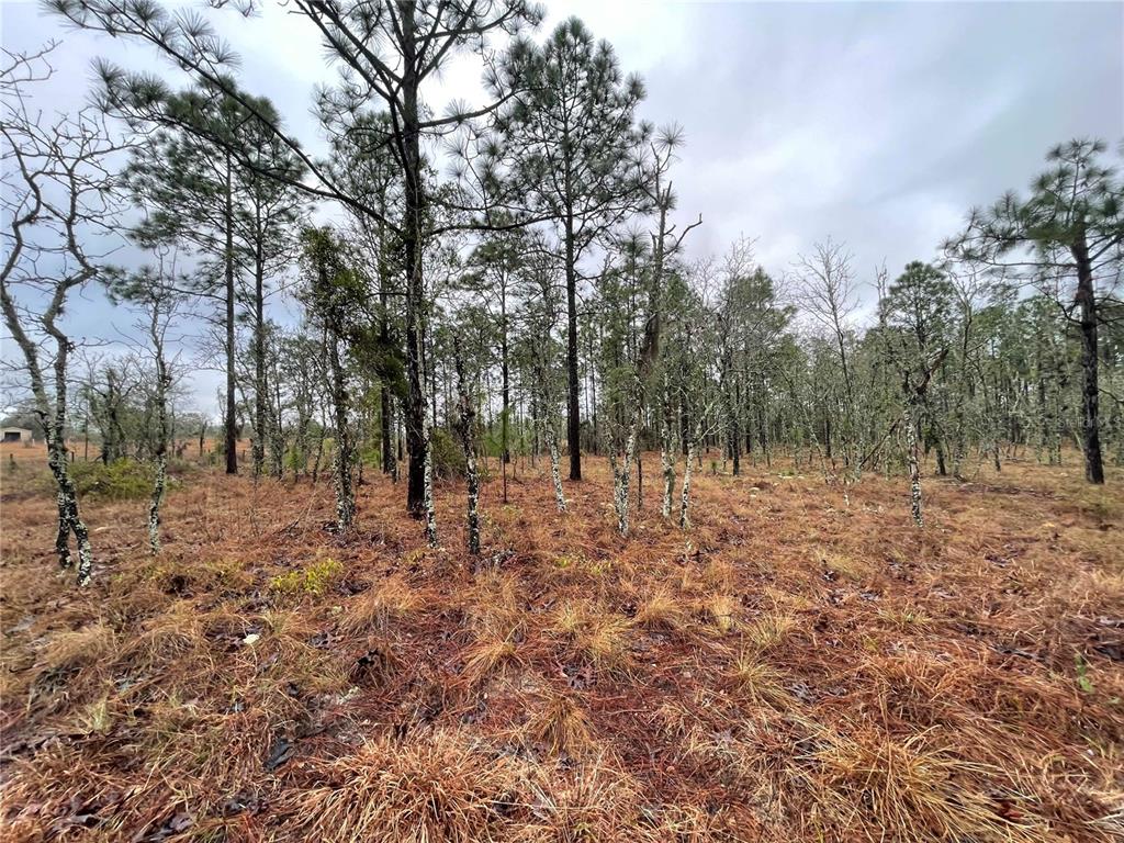 A wooded lot with tall pine trees and dry, grassy ground under a cloudy sky — TBD SE 71 STREET, MORRISTON, FL
