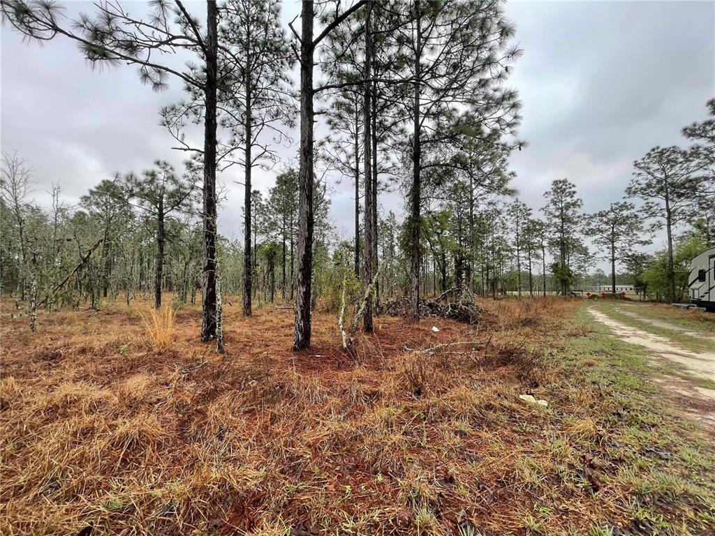 A dirt path runs alongside a wooded lot with tall pine trees and dry grass — TBD SE 71 STREET, MORRISTON, FL
