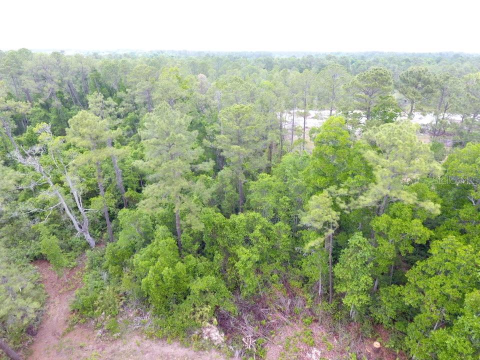 An aerial view shows a dense, wooded lot with tall pine trees and thick undergrowth — 155 SNAKE HILL ROAD, POMONA PARK, FL