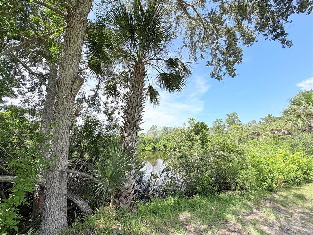 A palm tree stands near a small pond surrounded by dense trees and vegetation — 5105 BAY BOULEVARD, PORT RICHEY, FL