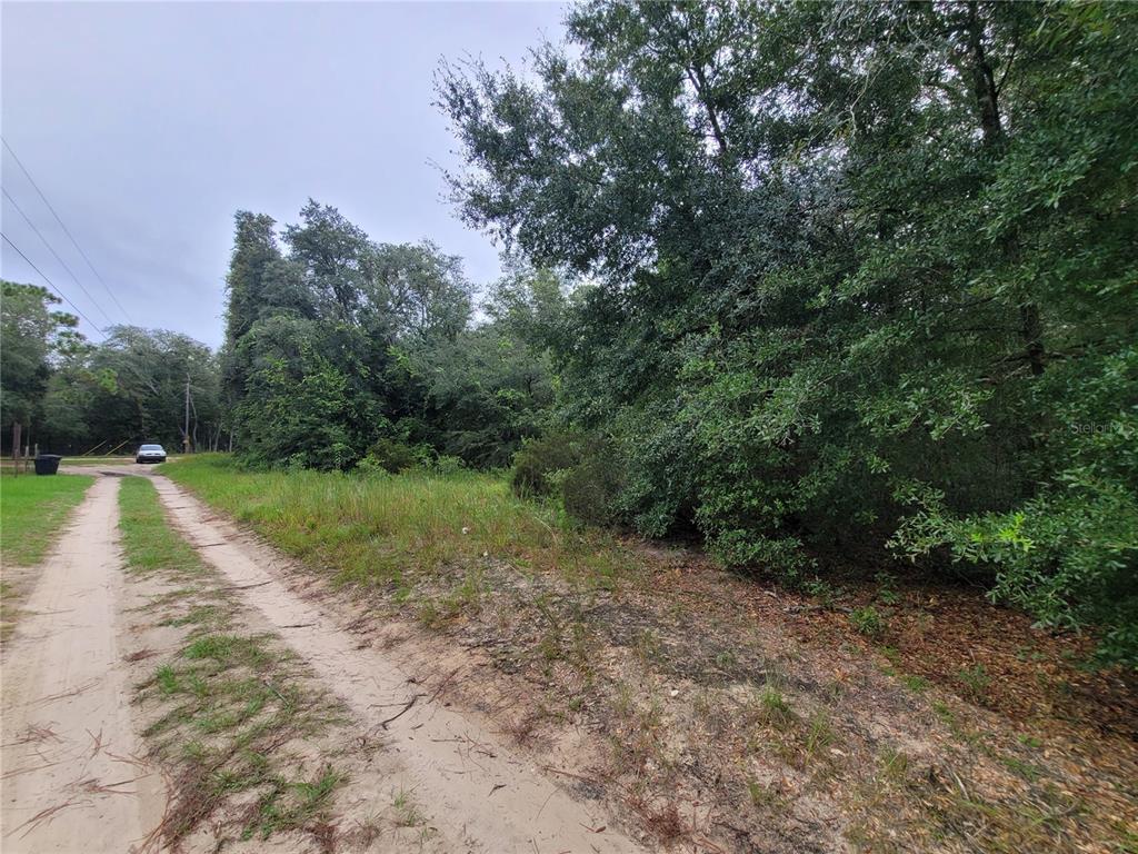 A dirt road leads past a grassy lot bordered by dense trees and vegetation — TBD NE 81ST TER DRIVE, BRONSON, FL