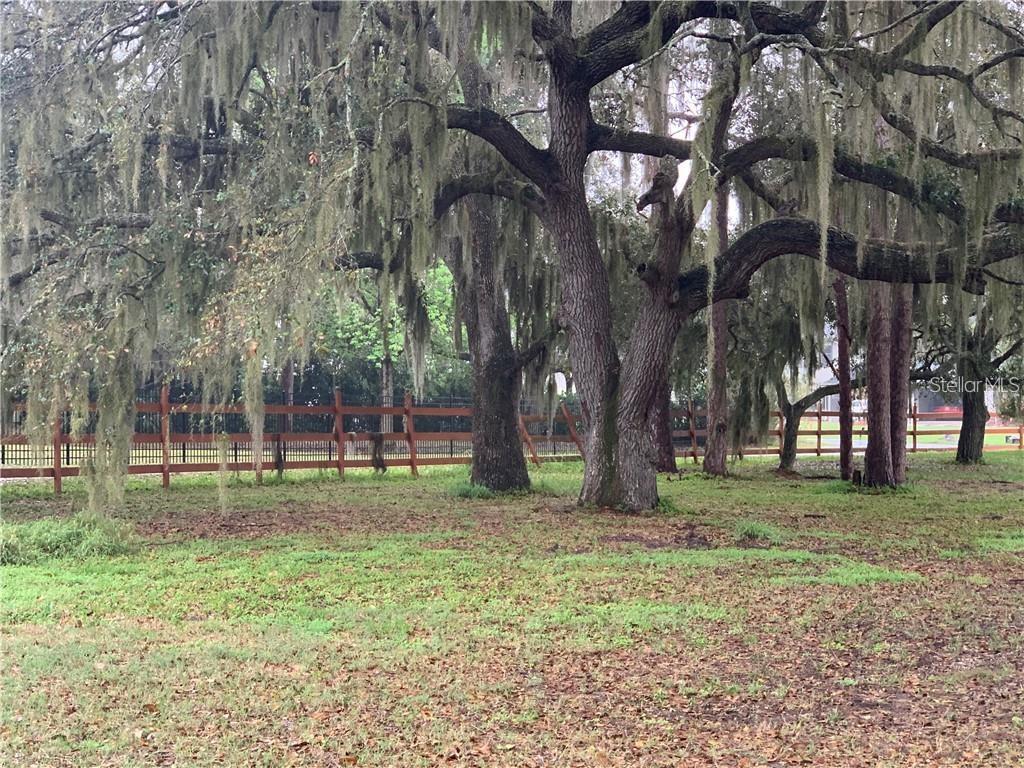 Large oak trees draped in Spanish moss stand in a grassy yard behind a wooden fence — MARJORIE ROAD, ST CLOUD, FL