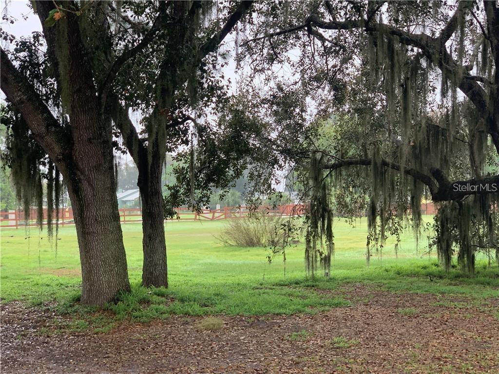 Large oak trees with Spanish moss frame a view of a grassy field and fence — MARJORIE ROAD, ST CLOUD, FL
