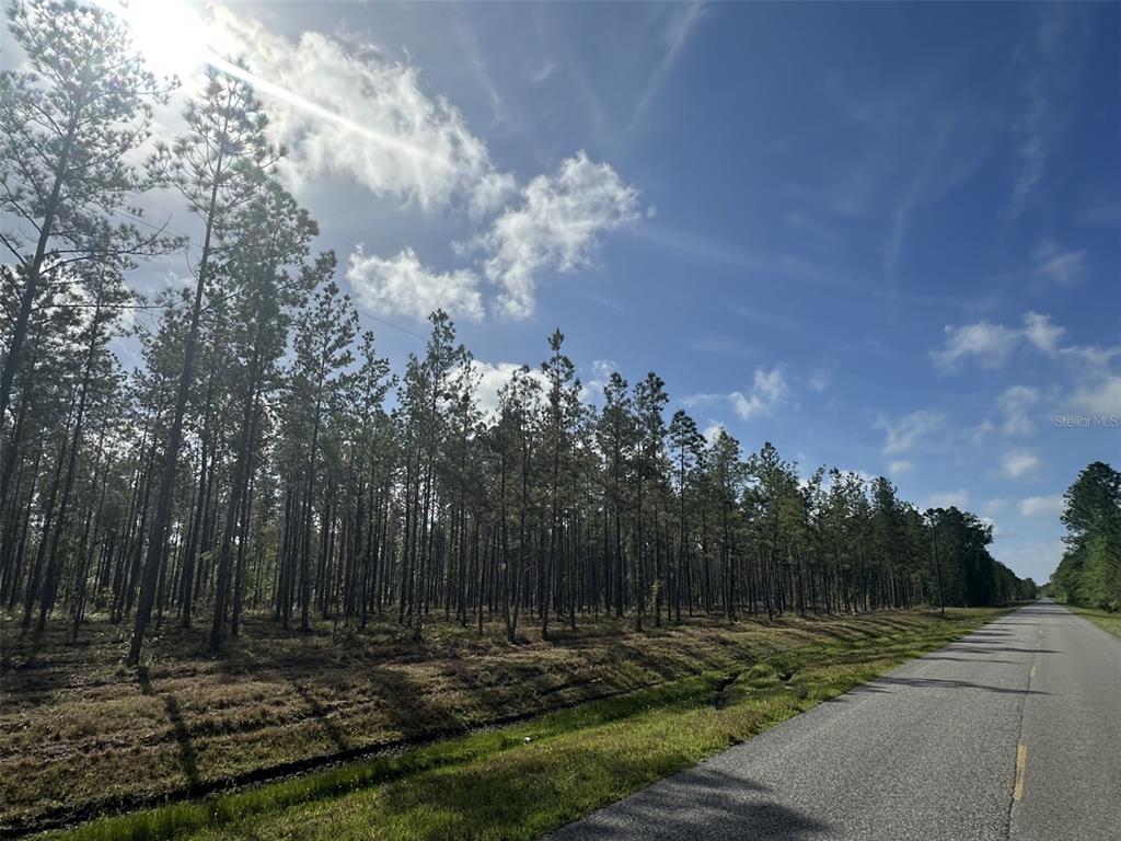 A paved road runs alongside a dense forest of pine trees under a sunny sky — NE 198TH AVE, LAKE BUTLER, FL