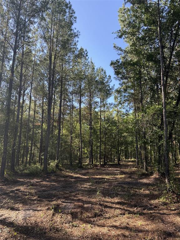 A dirt path leads into a dense forest of tall pine trees under a blue sky — NE 198TH AVE, LAKE BUTLER, FL
