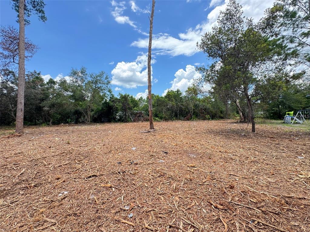 A cleared, level lot features scattered wood chips and several tall trees under a blue sky — W PINE STREET, PAISLEY, FL
