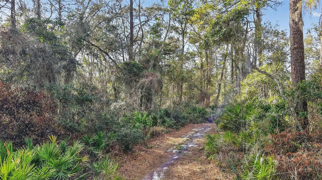 A dirt path winds through a wooded area filled with trees and low-lying palmetto bushes — 0 POWELL ROAD, BROOKSVILLE, FL