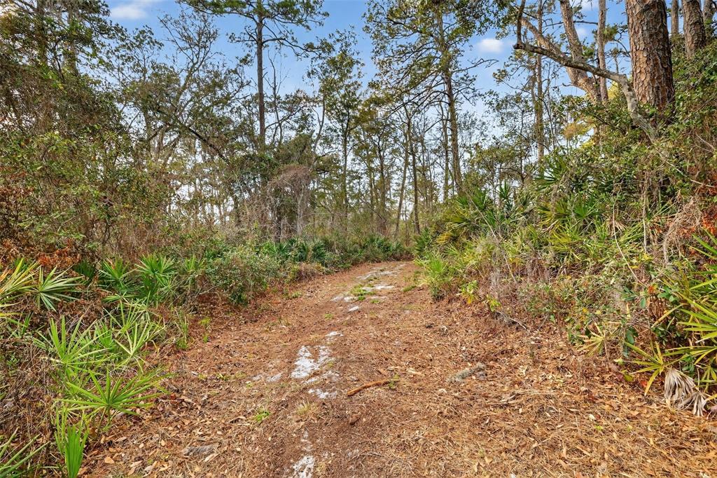 A dirt path winds through a wooded area filled with pine trees and palmetto bushes — 0 POWELL ROAD, BROOKSVILLE, FL