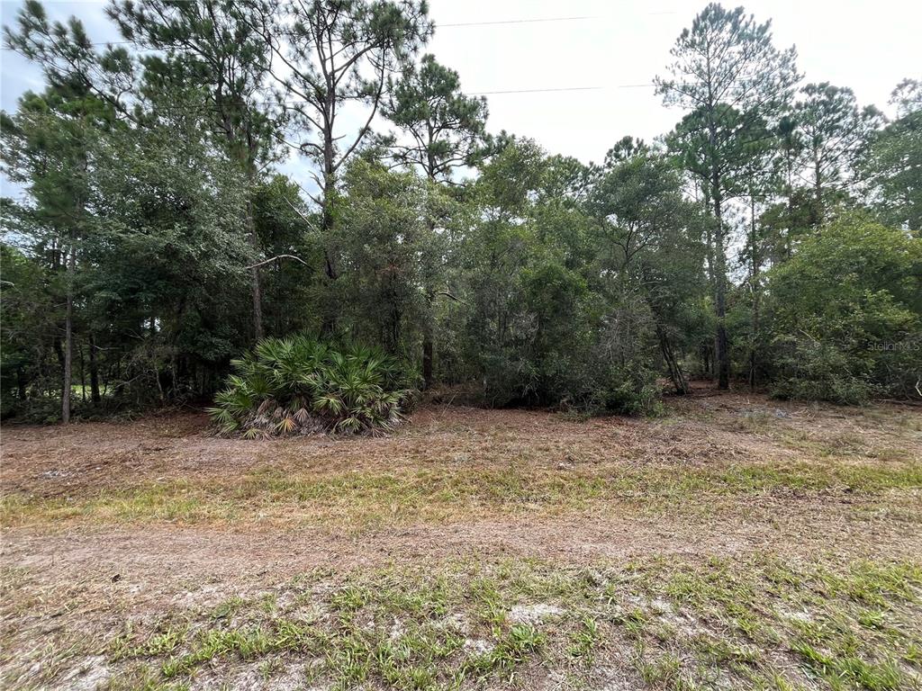 A view of a cleared, grassy lot bordered by a dense forest of trees — 124 GLENSIDE STREET, GEORGETOWN, FL