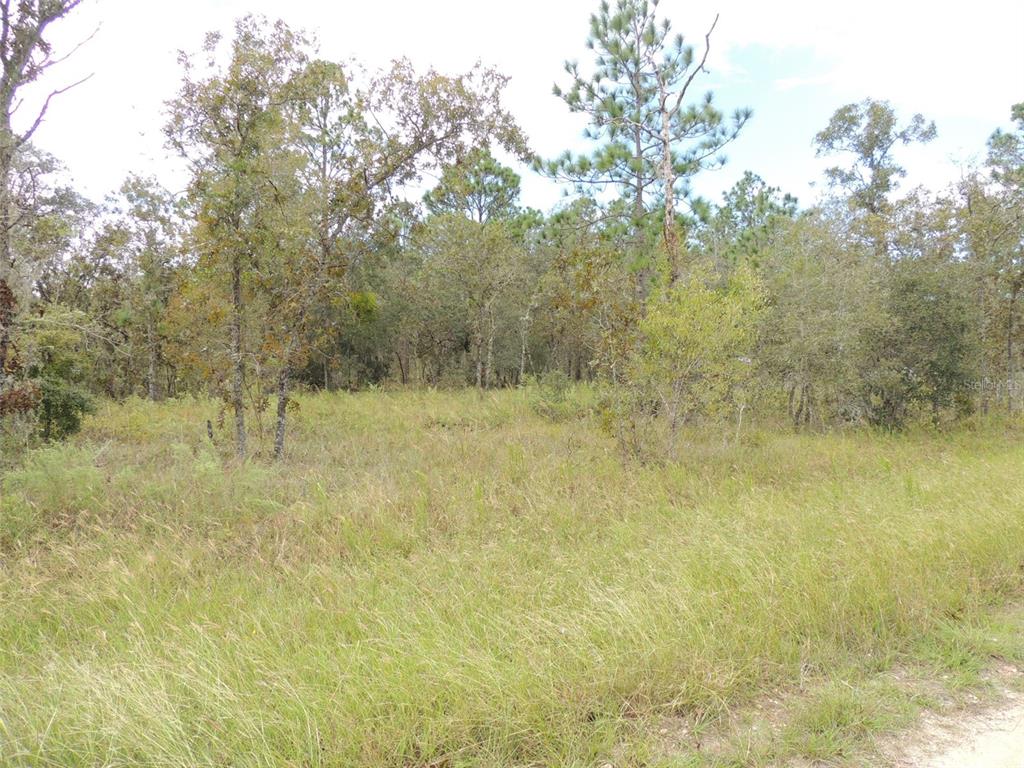 A grassy, undeveloped lot with scattered trees and shrubs under a clear sky — 690 NE 135TH COURT, WILLISTON, FL