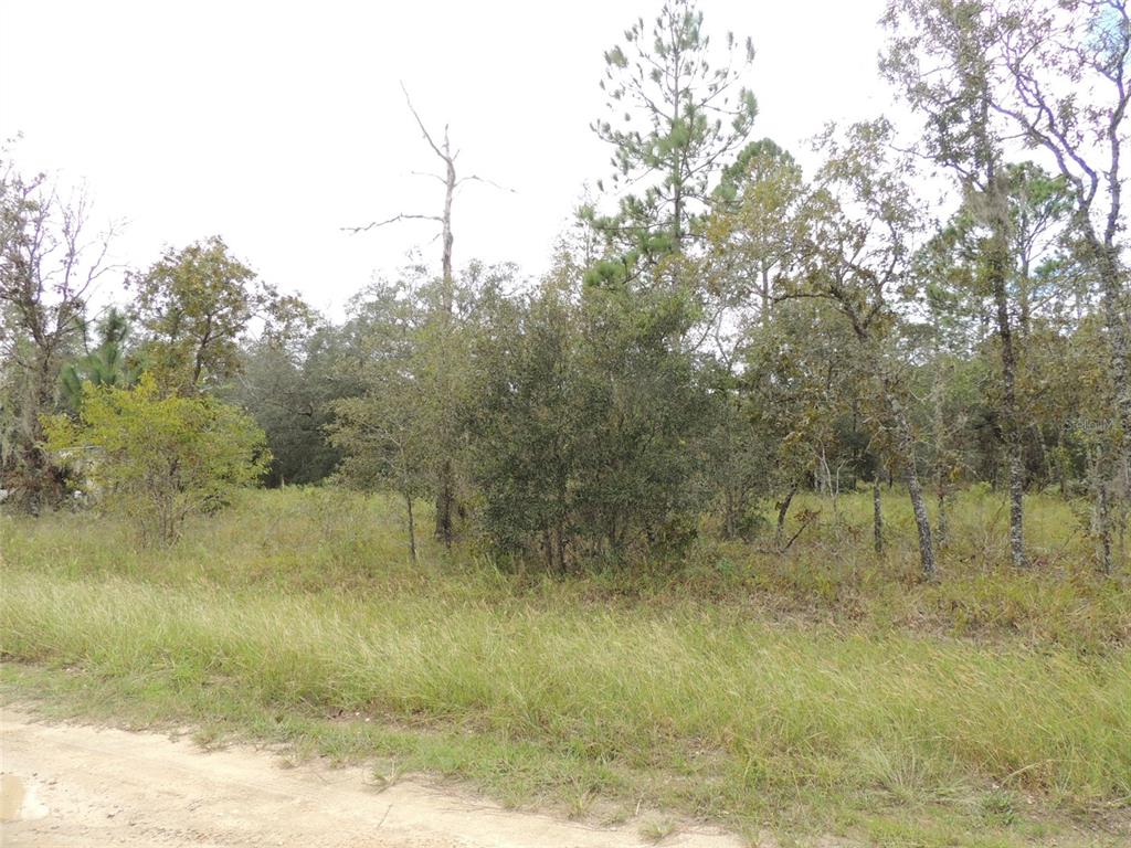A dirt road runs in front of a wooded lot with tall grass and trees — 690 NE 135TH COURT, WILLISTON, FL