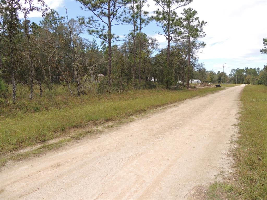 A dirt road runs alongside a wooded lot with tall pine trees and brush — 690 NE 135TH COURT, WILLISTON, FL