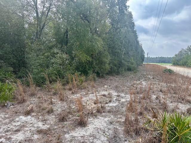 A dirt path runs alongside a dense line of trees under a cloudy sky — NW 11TH AVENUE, BELL, FL