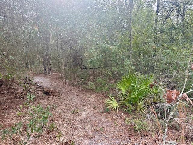 A dirt path leads into a dense, wooded area with trees and small palm plants — NW 11TH AVENUE, BELL, FL