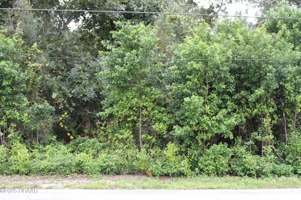 A dense thicket of trees and shrubs grows along the edge of a paved road — 510 FRED GAMBLE WAY, ORMOND BEACH, FL