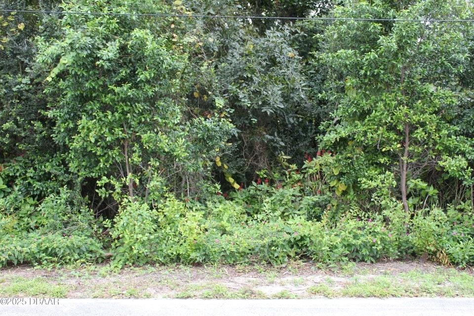 A dense area of trees and shrubs grows along the edge of a paved road — 510 FRED GAMBLE WAY, ORMOND BEACH, FL