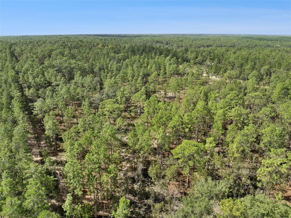 An aerial view shows a dense forest of pine trees under a clear blue sky — 240 CESSNA WAY, HAWTHORNE, FL