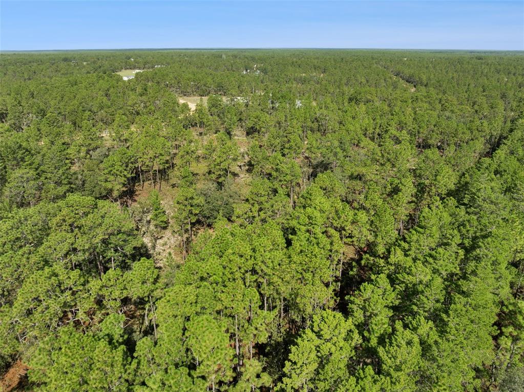 An aerial view shows a dense forest of pine trees under a clear blue sky — 240 CESSNA WAY, HAWTHORNE, FL
