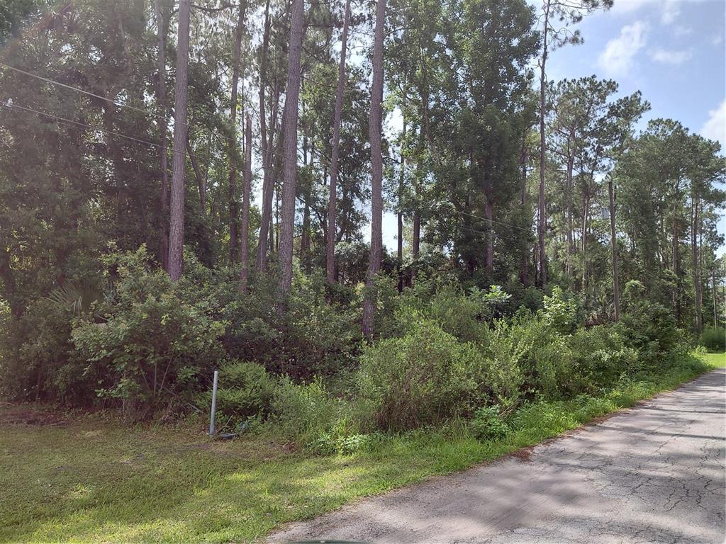 A wooded, undeveloped lot sits next to a paved road under a blue sky — JAMES STREET, ASTOR, FL