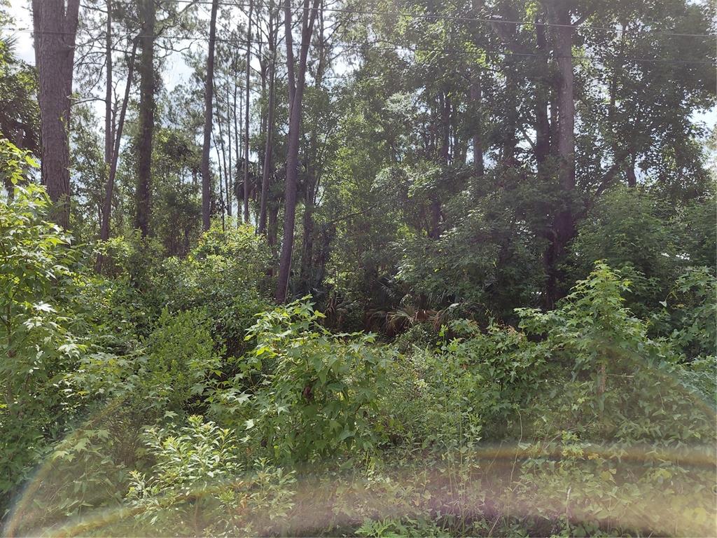 A dense, wooded lot with tall pine trees and thick undergrowth — JAMES STREET, ASTOR, FL