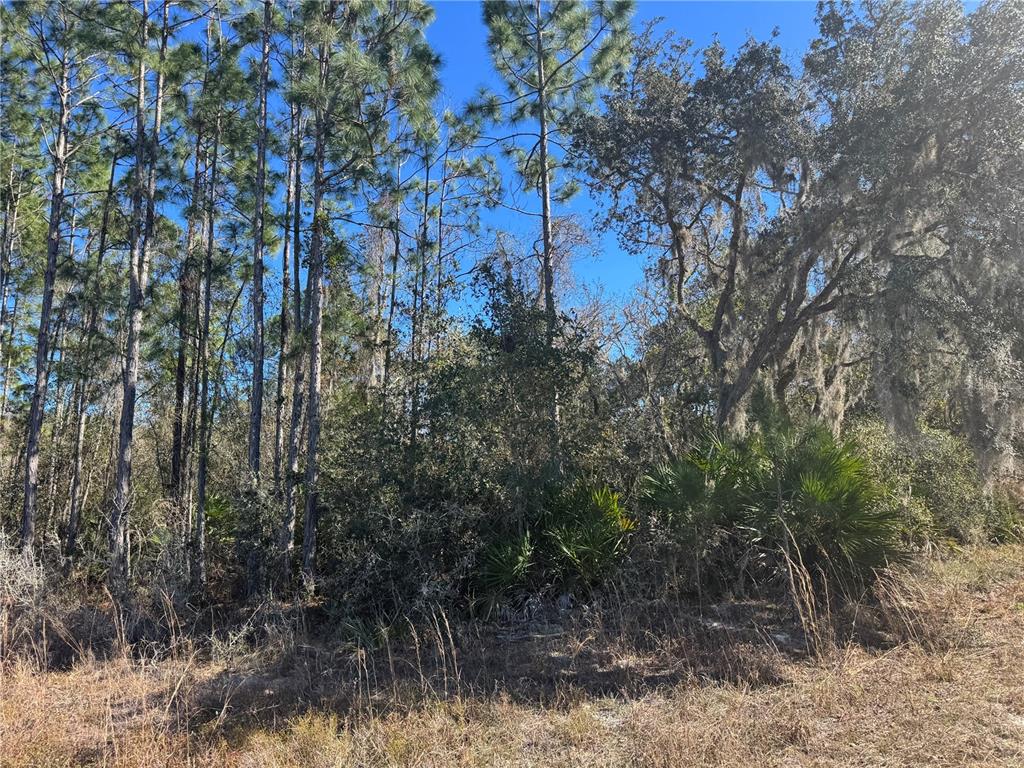 GRACE AVENUE, DELAND, FL — photo 2 of 4