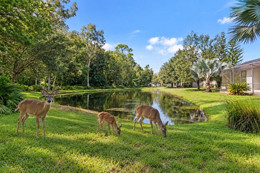 11438 MERGANSER WAY, NEW PORT RICHEY, FL — photo 2 of 30