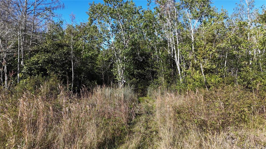 A narrow path leads into a dense forest with tall grasses in the foreground — N/A, NAPLES, FL