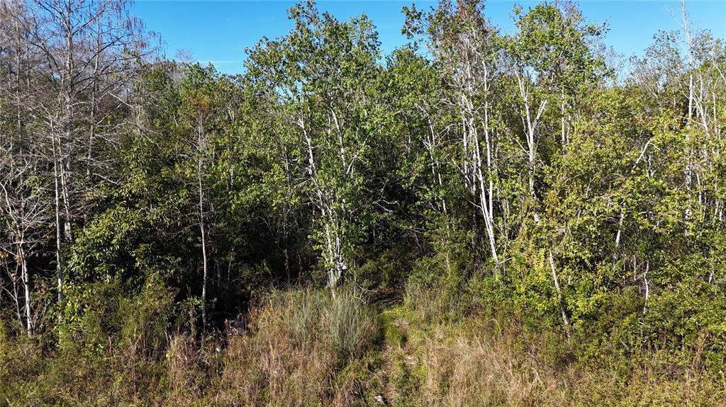 A dirt path leads into a dense forest with tall, leafy green trees and brush — N/A, NAPLES, FL