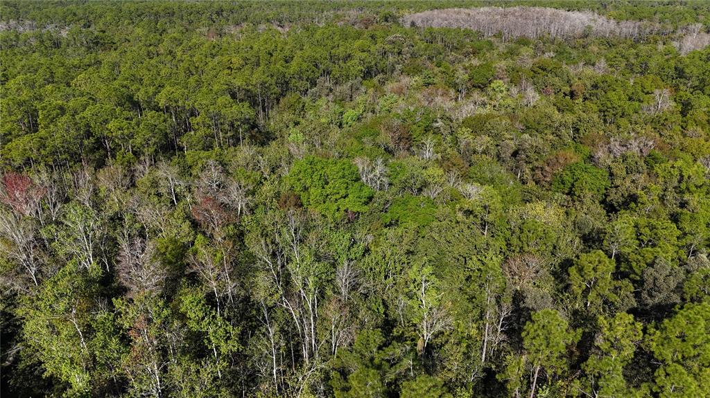 An aerial view of a dense, wooded forest with a mix of evergreen and deciduous trees — N/A, NAPLES, FL