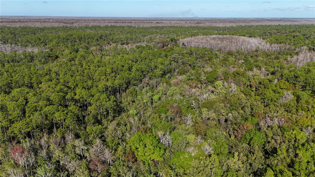 An aerial view shows a dense, wooded forest with a mix of green and brown trees — N/A, NAPLES, FL