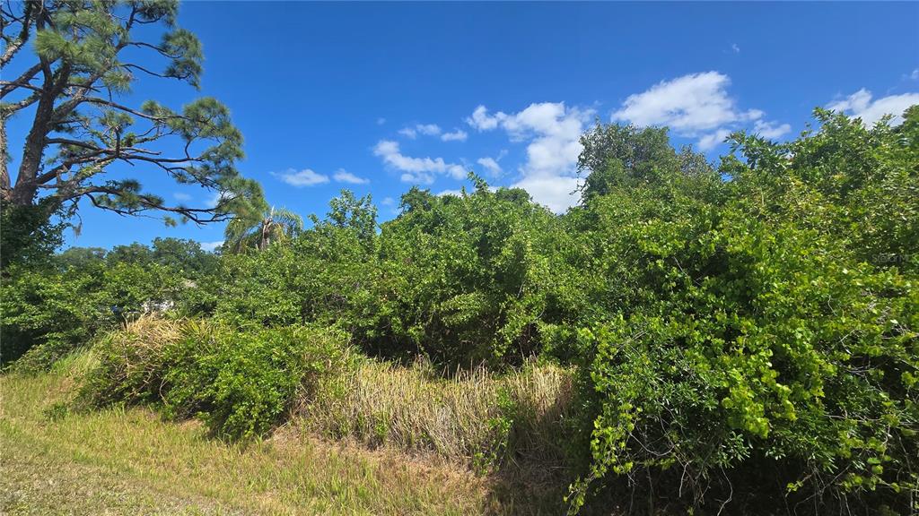A dense, overgrown lot with tall grass, shrubs, and trees under a blue sky — GALE STREET, ENGLEWOOD, FL