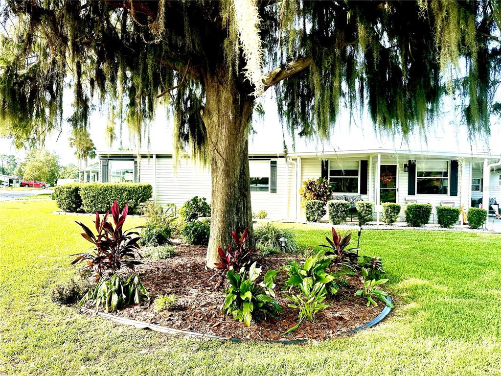 A large tree with Spanish moss stands in the center of a landscaped front yard — 2409 VINDALE ROAD, TAVARES, FL